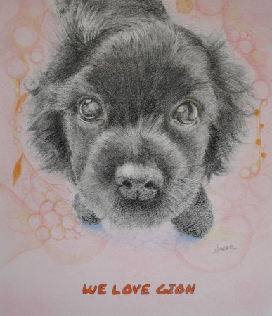 お誕生日プレゼント　アメリカンコッカースパニエルぎおんくん